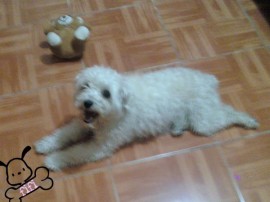 fifi